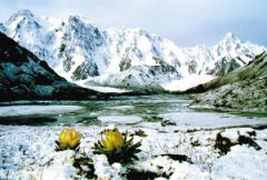 天山雪域风水孕育圣洁雪莲花